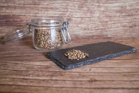 graine de chanvre  BIO