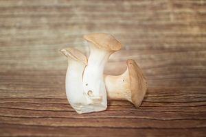 Pleurote panicaut  BIO